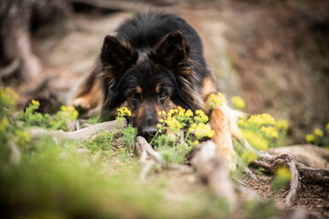 bohemian shepherd dog