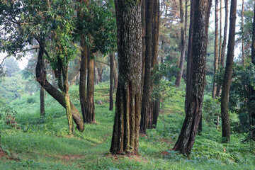 The pine trunk is full of sap tapping incisions with the texture of the skin being split