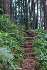 The path is in the middle of a thick and green pine forest