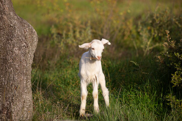 Obraz premium Cabrito blanco pastando entre la hierba