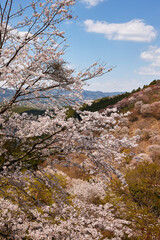 吉野の桜