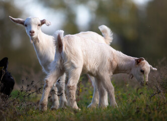 Obraz premium Cabritos gemelos (mellizos) junto a su madre en un bosque