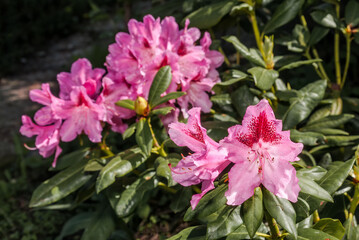 Rhododendron 'Cosmopolitan' (Rhododendron caucasicum х R. ponticum var. album) x (R. arboreum x R. catawbiense) in garden, Moscow region, Russia