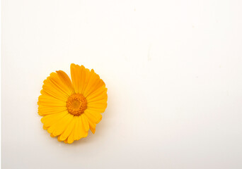 One orange calendula flower on a white background.