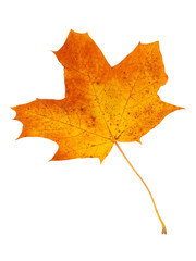 Yellow autumn leaf isolated on the white