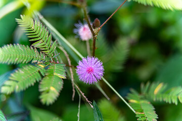Beautiful blooming pink flower of sensitive plant