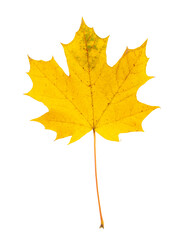 Yellow autumn leaf isolated on the white