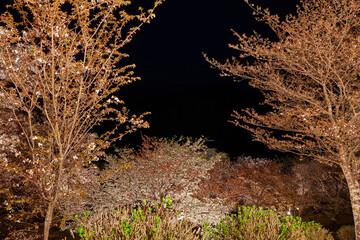 吉野の桜のライトアップ