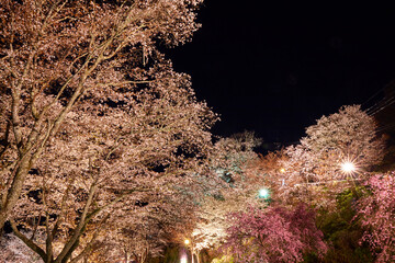 吉野の桜のライトアップ