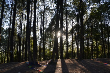 forest, hills, blue sky, green trees and beautiful landscape. Pictured in Kathmandu valley, Nepal.
