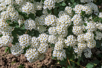 Nippon Spirea (Spiraea nipponica) in garden
