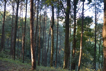 forest, hills, blue sky, green trees and beautiful landscape. Pictured in Kathmandu valley, Nepal.