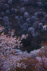 吉野の桜の夜明け