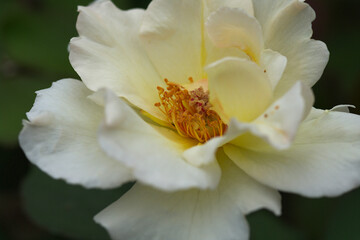 Fototapeta na wymiar white rose flower