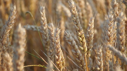 Fototapeta premium Weizenähren