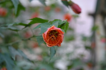 A red flower in the garden.