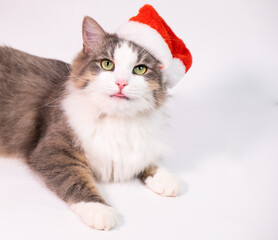 Christmas cat in a red Santa Claus hat on a white background shows tongue