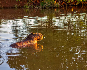 Wild capybara. capybara swimming alone in lake at dusk