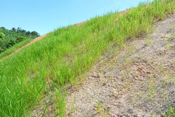 Permanent slope protection using the close turfing method to prevent erosion. The selected type of...