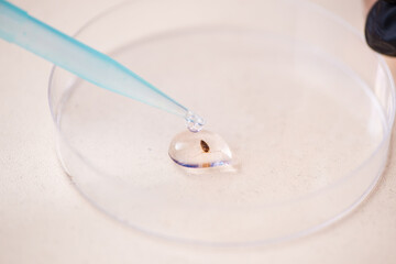 Brown cockroach in petri dish on the table