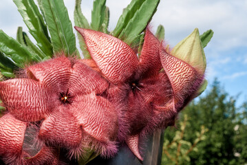 Fototapeta premium Carrion Plant (Stapelia grandiflora) in greenhouse