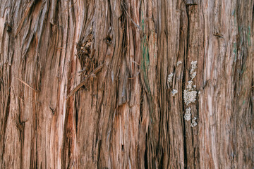 The texture of the bark of a large old tree on a sunny day. Close-up. Macro