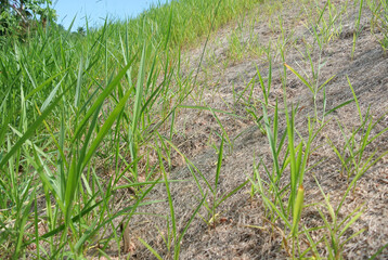 Permanent slope protection using the close turfing method to prevent erosion. The selected type of grass used for the method. The grass also stabilizes the slope structure.
