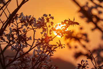 吉野桜からの日の出