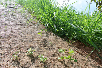 Permanent slope protection using the close turfing method to prevent erosion. The selected type of...