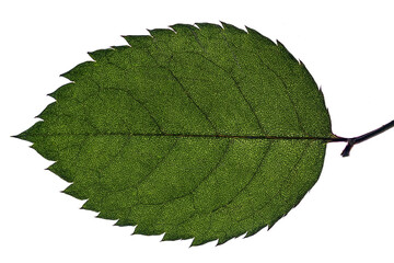 extreme close up of a leave