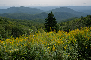 Landscape overlook of mountains, greenery and yellow flowers on the side of Blue Ridge Parkway