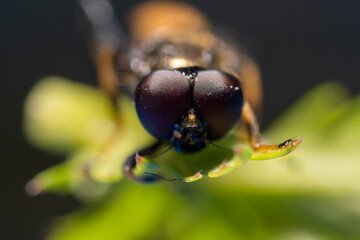 A fly insect with multicolored eyes fell into the pool and now dries in the sun, macro.