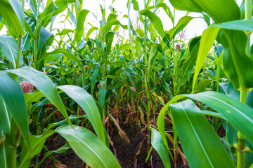 Green field of corn with young cobs growing on the farm.