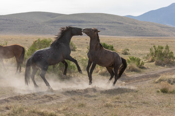 Fototapeta premium Wild Horse Stallions Fighting in the Utah Desert