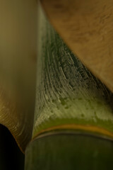 macrofotografia vegetal