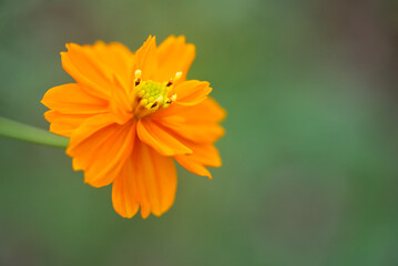orange flower in the garden