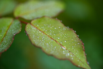 water drops on leaf
