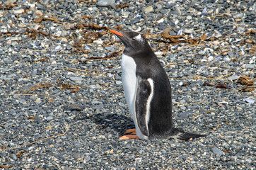 Aufrecht Stehen! Stand upright! Eselspinguin (Pygoscelis papua) / Gentoo Penguin / Beagle Channel - Argentinien