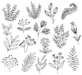 Bundle of linear field plants. Thin line contour symbols. Isolated vector illustrations.Botanical rustic trendy greenery vector illustration.