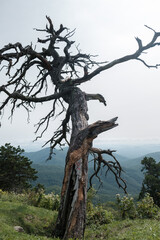 Creepy dead tree standing on the side of a mountain along Blue Ridge Parkway