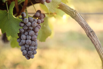 Delicious ripe grapes in vineyard. Harvest season