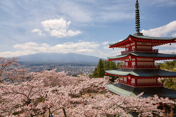 新倉山浅間神社の桜