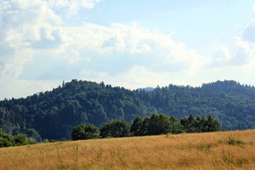 Obraz premium forest in the mountains