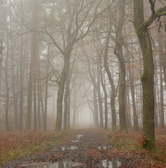 Path in the misty forest