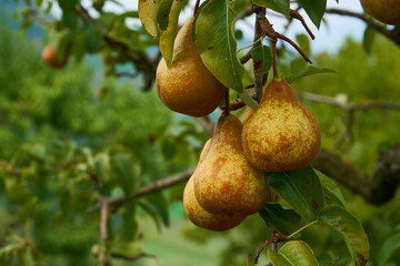 Ripe juicy pears on tree branch in garden.  