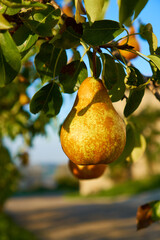 Ripe juicy pears on tree branch in garden.  