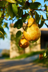 Ripe juicy pears on tree branch in garden.  