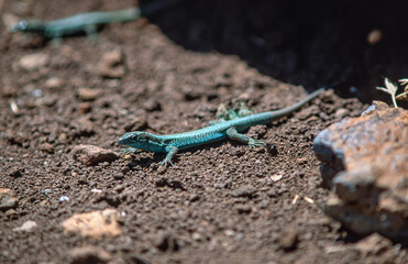 Emerald Lizard in Madeira, Portugal