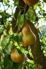 Ripe juicy pears on tree branch in garden.  