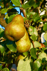 Ripe juicy pears on tree branch in garden.  
